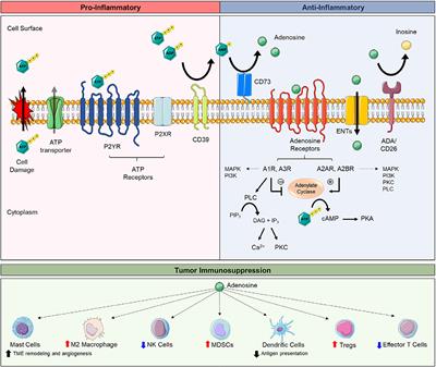 CD73's Potential as an Immunotherapy Target in Gastrointestinal Cancers